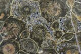 Polished Fossil Coral (Actinocyathus) - Morocco #85007-1